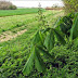 April Horse Chestnut Bud Update