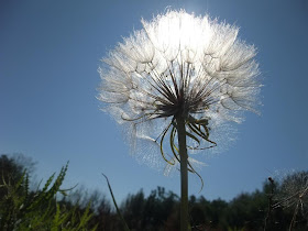 dandelion in the sun, woods