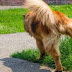 Common Causes of Blood in Dog Urine