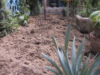 Beans prefer a sunny, well-drained spot. They prefer to grow in moist, fertile soil in a sheltered spot away from strong winds.