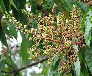 bunga Mangifera indica