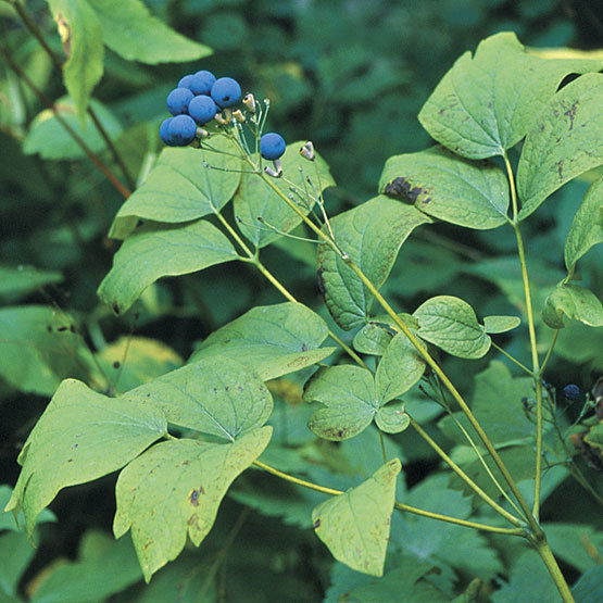 Caulophyllum,Bluecohosh,squawroot