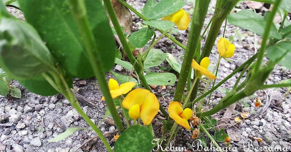 Nama Ubat Selsema Warna  Kuning Contoh Nis