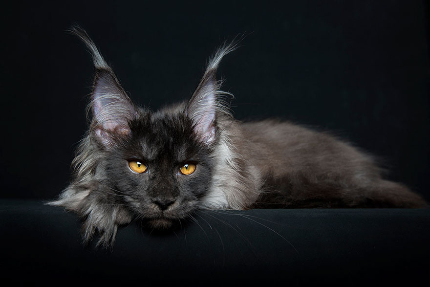 65 Breathtaking Pictures Of Maine Coons, The Largest Cats In The World