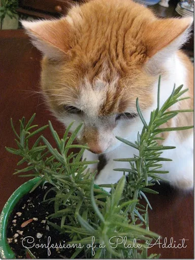 Baby Kitty