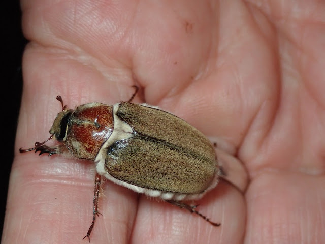 Anoxia villosa