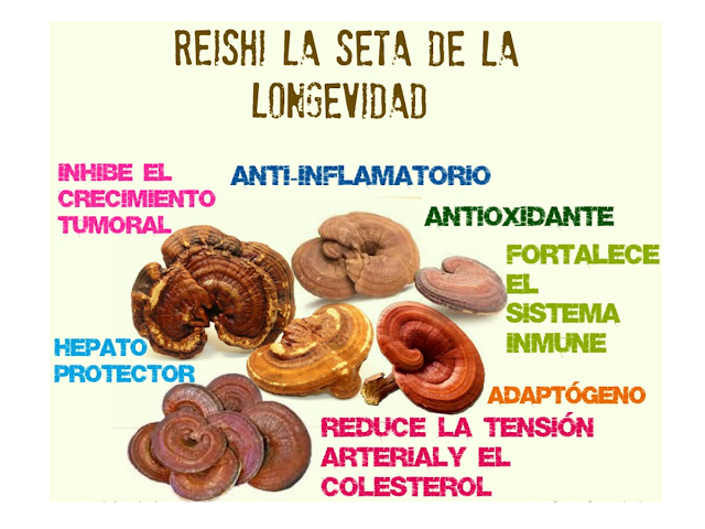 Resultado de imagen para que es el reishi