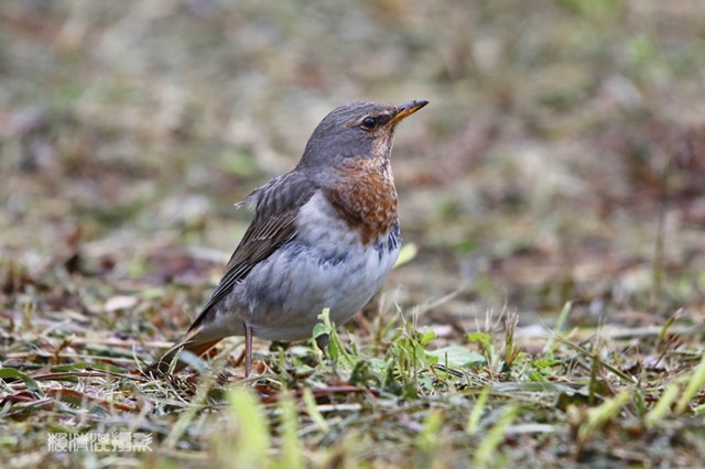 z_MG_5945