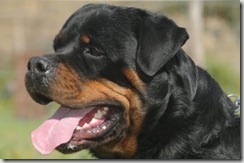 1288801819_134790364_1-rottweiler-imponenti-fiumefreddo-di-sicilia-1288801819