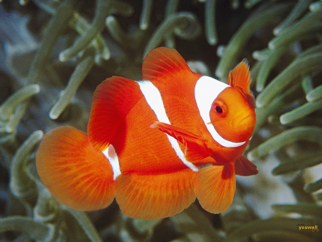 Orange Clown fish