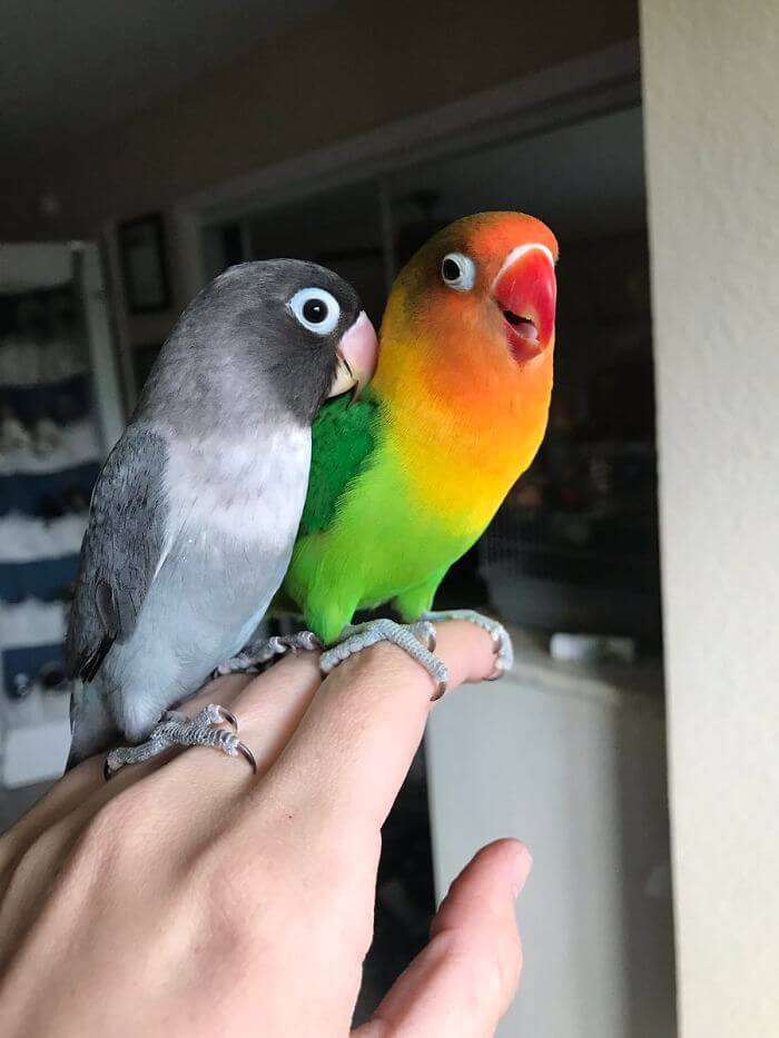 Kiwi And His Goth Girlfriend Had Four Babies, And Their Colorful Story Stole Our Hearts