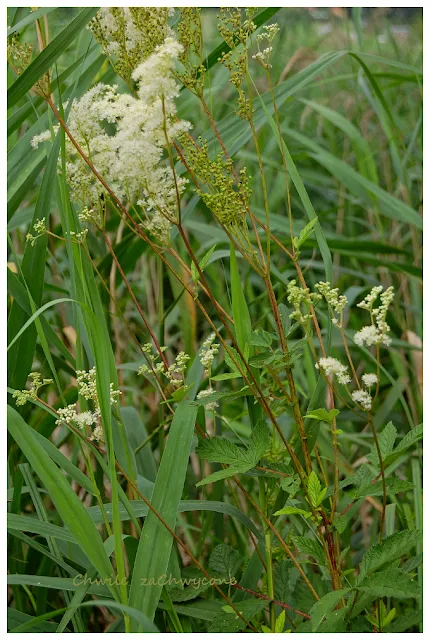 wiązówka błotna Filipendula ulmaria