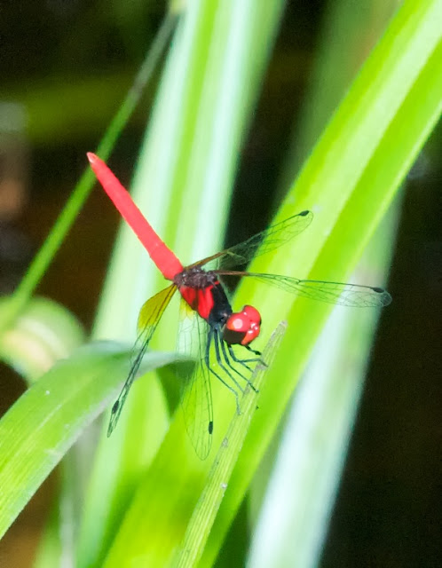 Nannophya pygmaea 