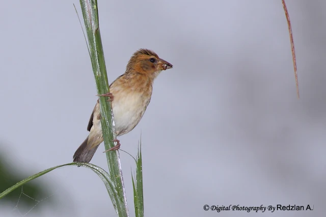 Female Baya Weaver with food