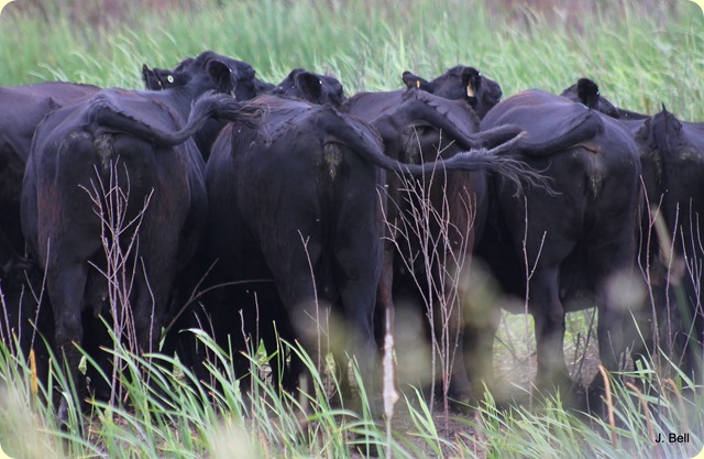 Only one cow swinging to a different beat in this bovine ballet!