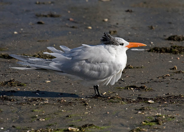 Royal Tern