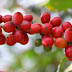 Daftar 30 Kopi Top