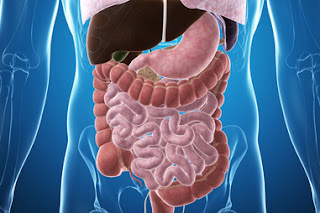 ¿Cómo funciona el sistema digestivo?