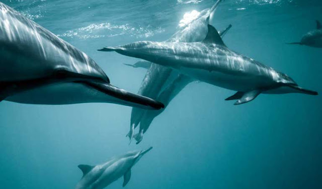 lumba-lumba hidung botol
