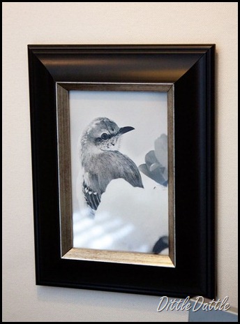 Black-and-white-framed-bird