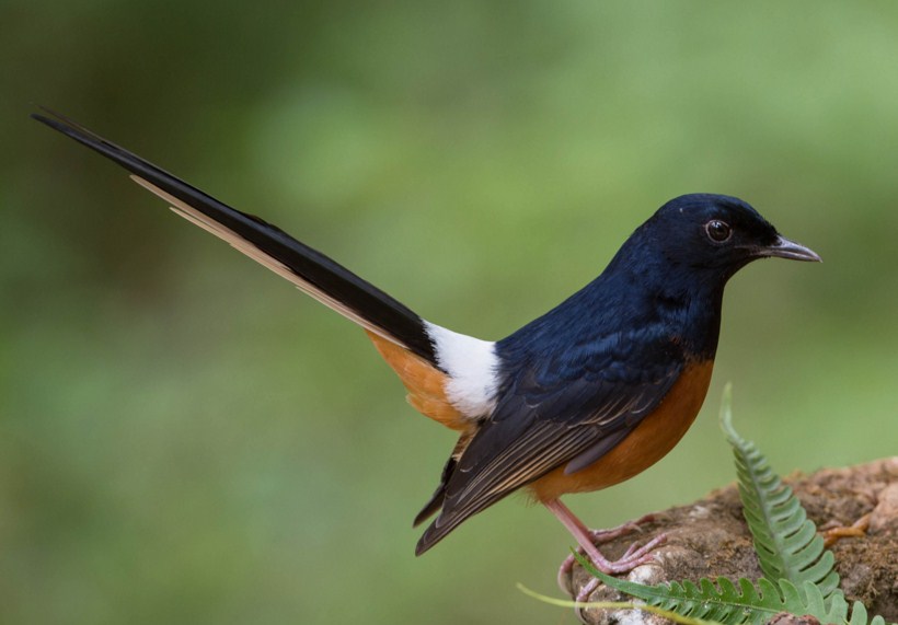 Informasi tentang Makanan Murai  Batu  info burung  terkini