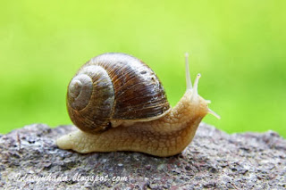 Kisah Katak Dan Siput