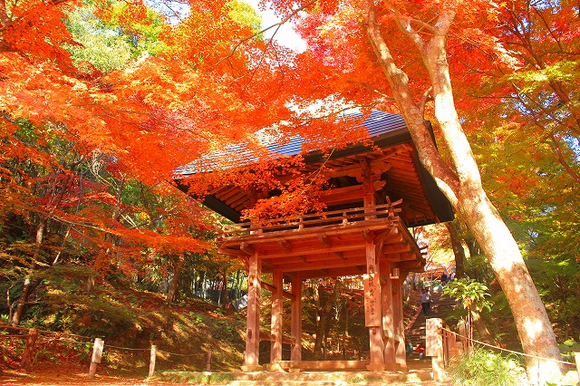 紅葉が美しい。山口県の秋も楽しめる観光スポット　もみじ寺、両足寺の紅葉