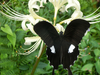 黒いアゲハ 鎌倉蝶