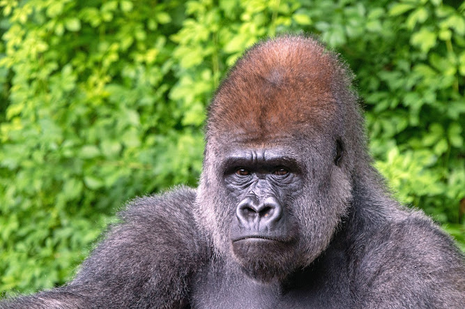 Gorilla social structure and conservation