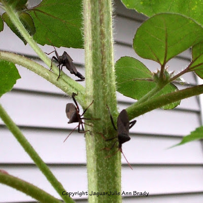 Three black leaf bugs on a sunflower plant stem