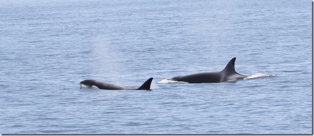 orca6