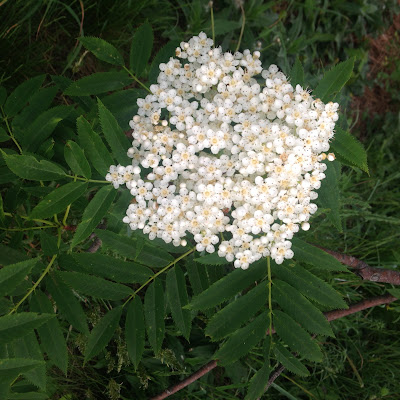 Asian Mountain Ash Blossom at the Arnold Arboretum in Boston