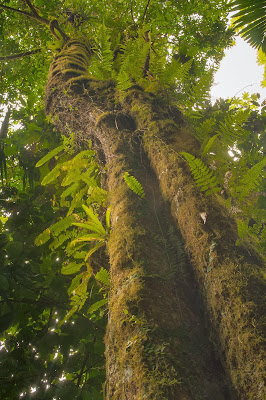 El Yunque: Arboles Grandes Trail