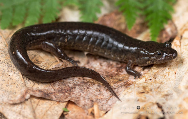 salamander research at hubbard brook