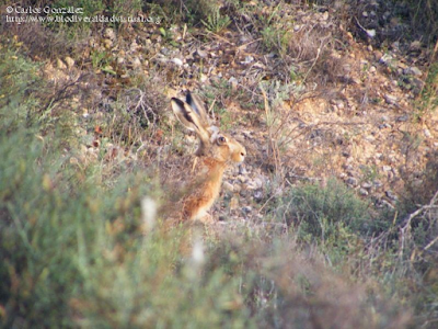 http://www.biodiversidadvirtual.org/mamiferos/Lepus-europaeus-img4927.html