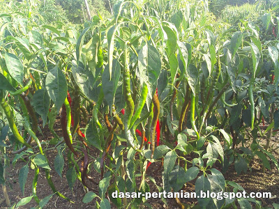 Cara Ampuh Merangsang Cabai Agar Cepat Berbuah Lebat