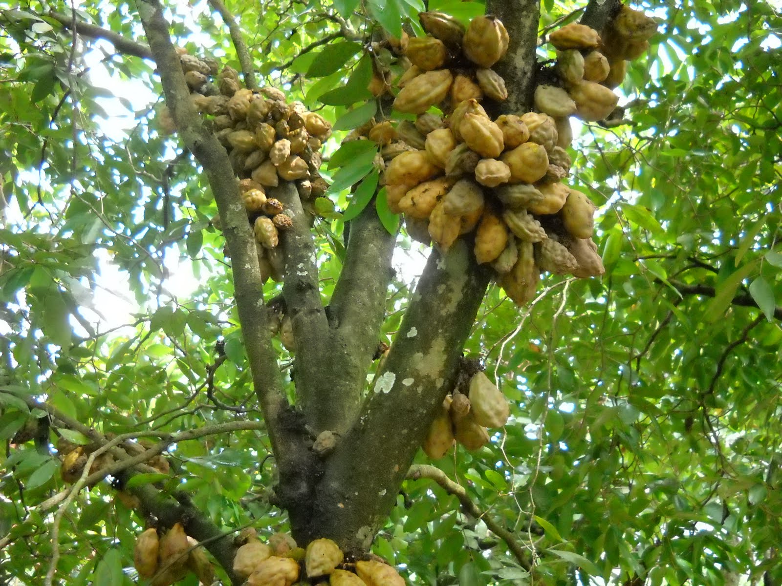 PENGAJARAN DARIPADA ALAM: HELLO , NAK MAKAN BUAH NAM NAM