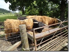 Hamish Hairy Coo