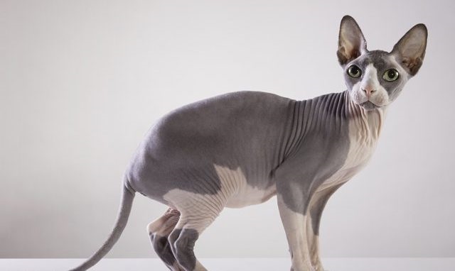 Gambar kucing sphynx