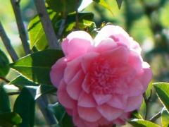 camelia rosa