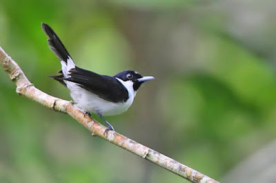 20 Types of Rare Birds in Indonesia Complete with Images