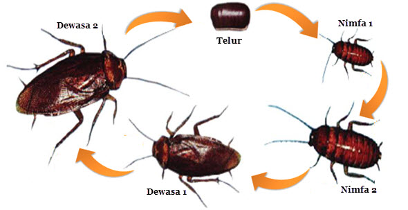 Spesial 54+ Perbedaan Daur Hidup Hewan Katak Dengan Hewan Kecoa