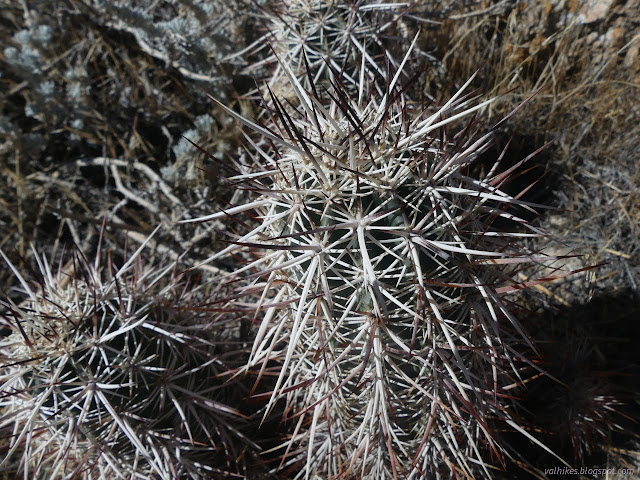 48: long spines, dark on the end