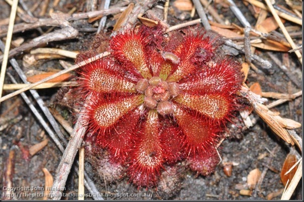 D_spathulata_thumb1