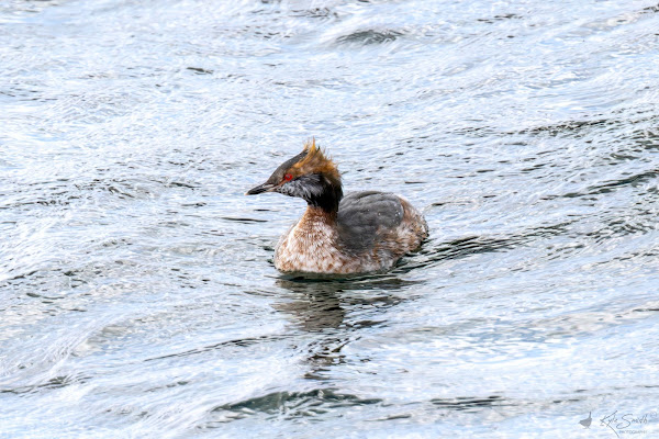 Slavonian grebe