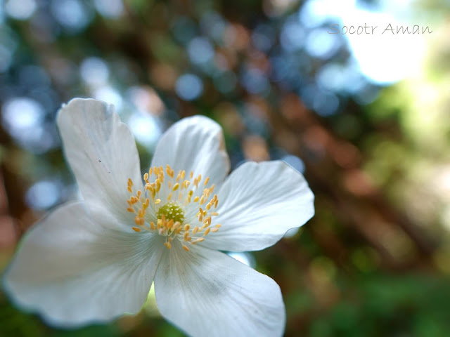 Anemone flaccida