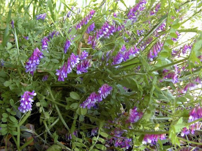 Vicia (Vicia Villosa) 