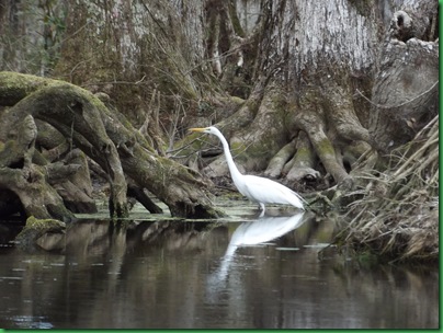 Silver River kayak #2 038