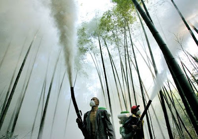 locusts plaguing a bamboo forest