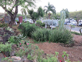 Kapi'olani Community College cactus garden and the farmer's market